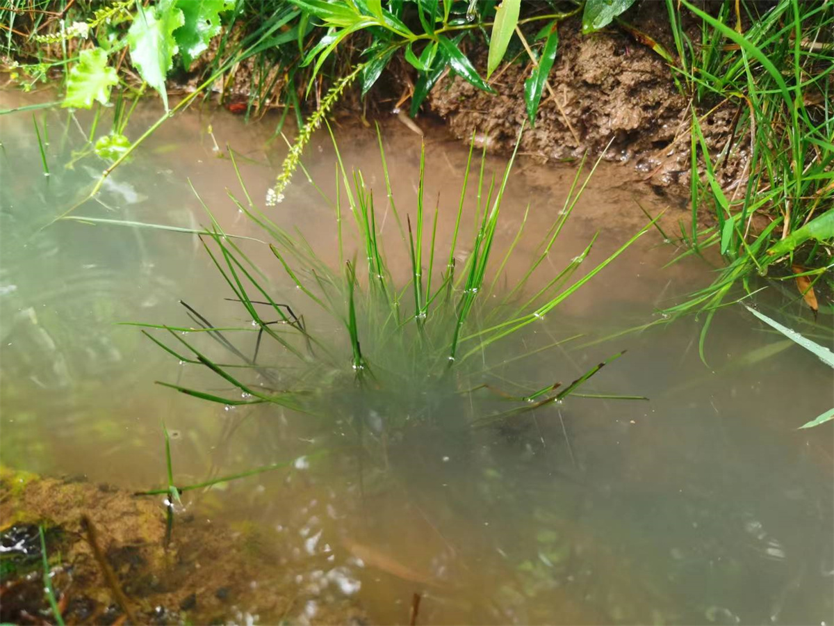 科学家首绘植物界大熊猫中华水韭基因组图谱