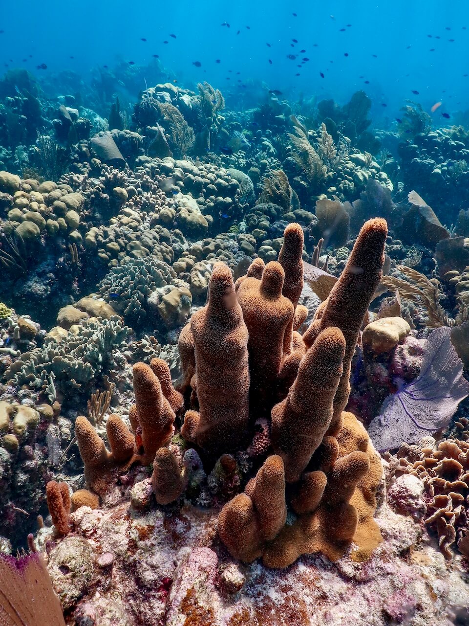 珊瑚礁皮肤图片