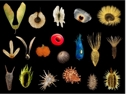 种子果实生物多样性.jpg 种子果实生物多样性.jpg