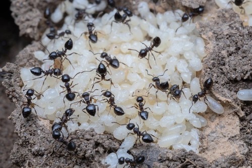 马蚁幼虫图片